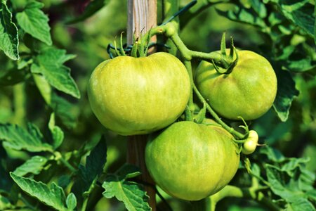 Bush tomatoes tomatenrispe panicle