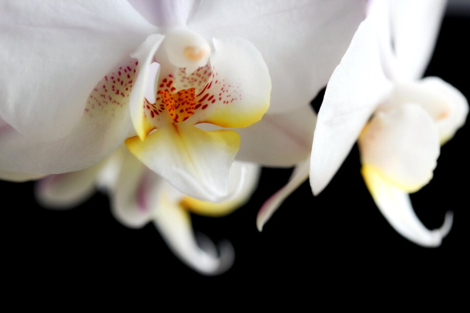 Black background nature plant