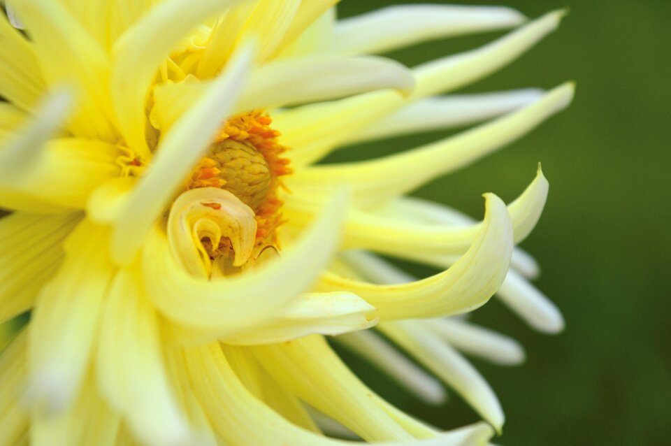 Close up blossom bloom