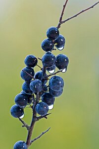 Rainy weather fruit schlehe