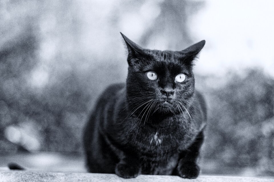 Domestic cat pet mieze