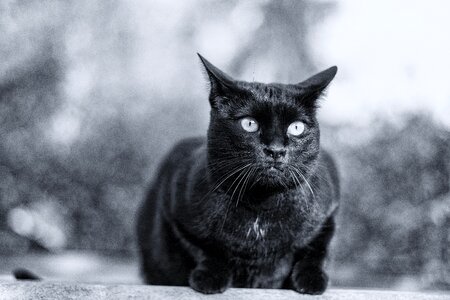 Domestic cat pet mieze