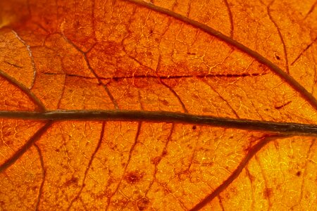 Leaf veins structure fall foliage