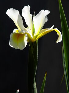 Iris flower yellow flower