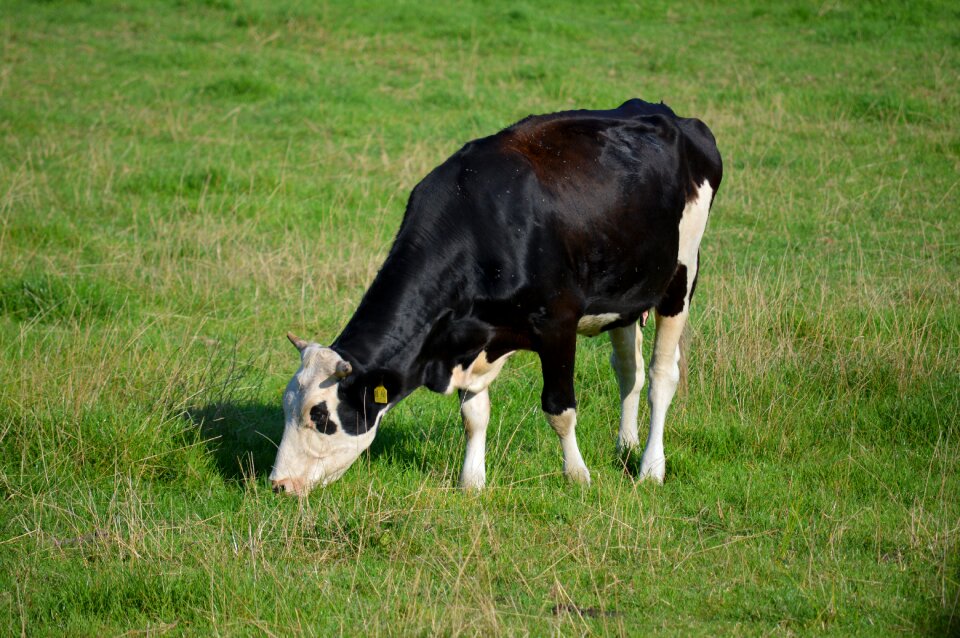 Animal beef ruminant