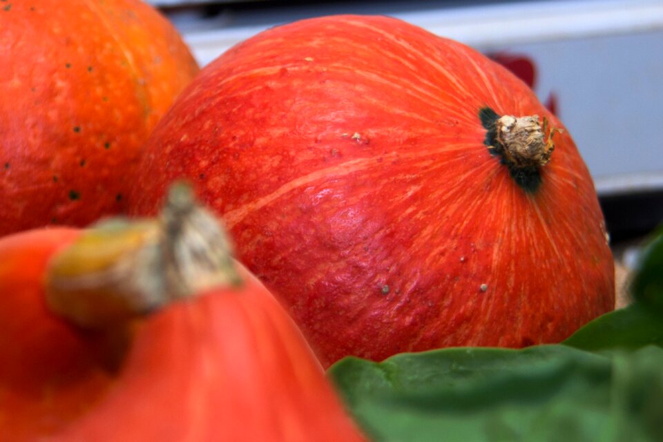 Healthy agriculture colorful