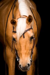 Portrait horse arabs photo