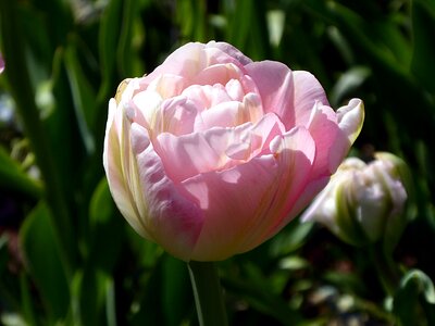 Lily spring petals photo