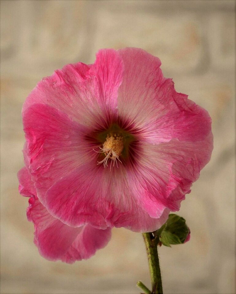 Pink summer close up