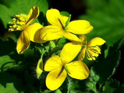 Garden color yellow photo