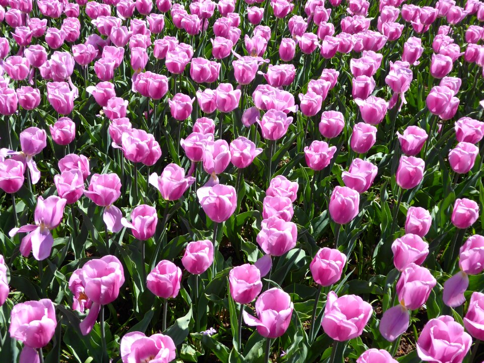 Lily spring garden