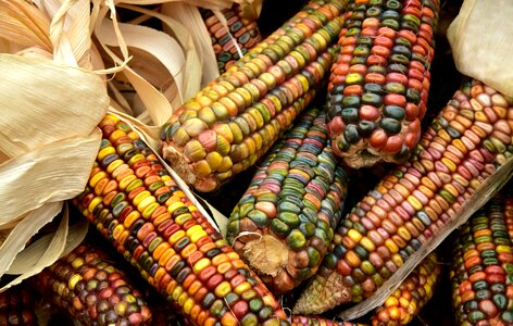 Ornamental corn cereals decoration photo