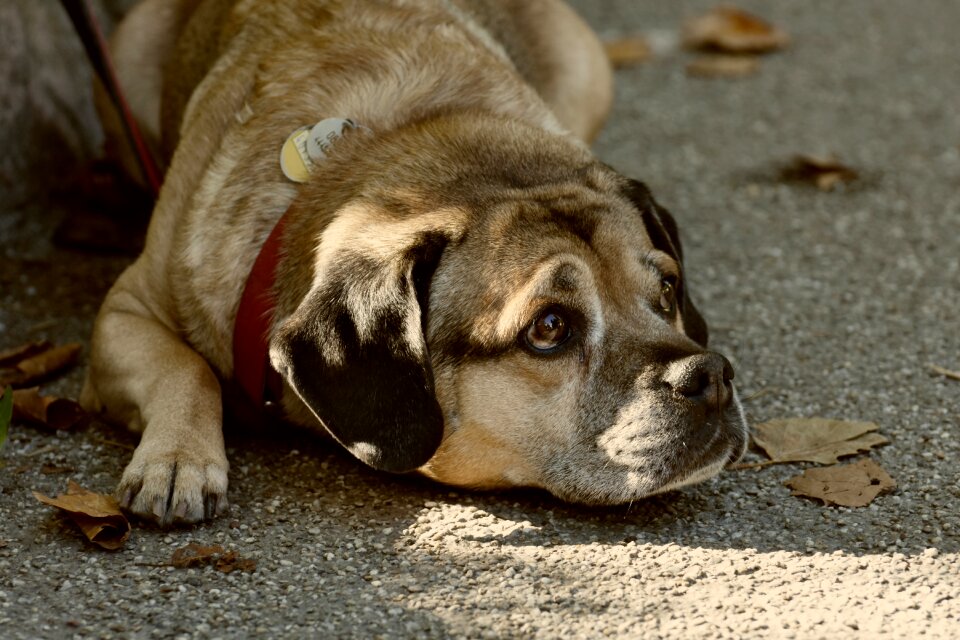 Portrait view animal