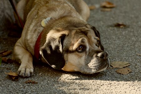 Portrait view animal