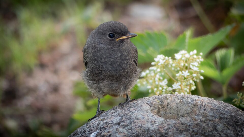 Fluffy songbird close up photo