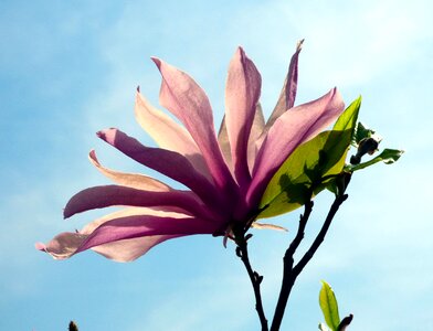 Leaf garden flowered