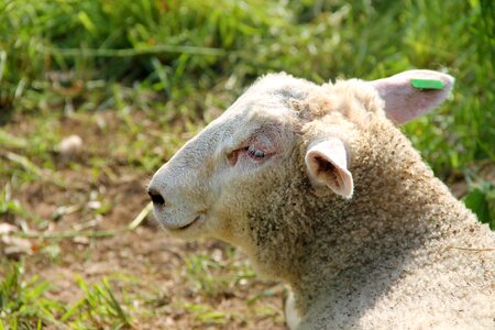 Wool young pasture photo