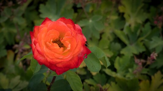 Blossom bloom nature photo