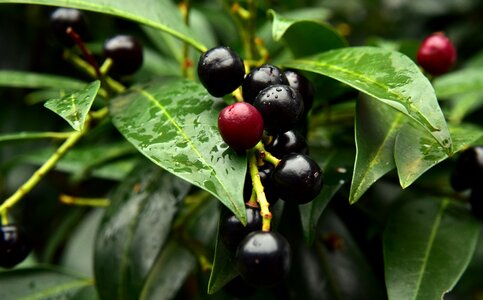Cherry laurel close up berry