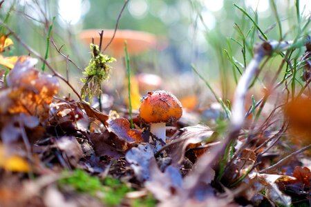 Leaves toxic forest mushroom