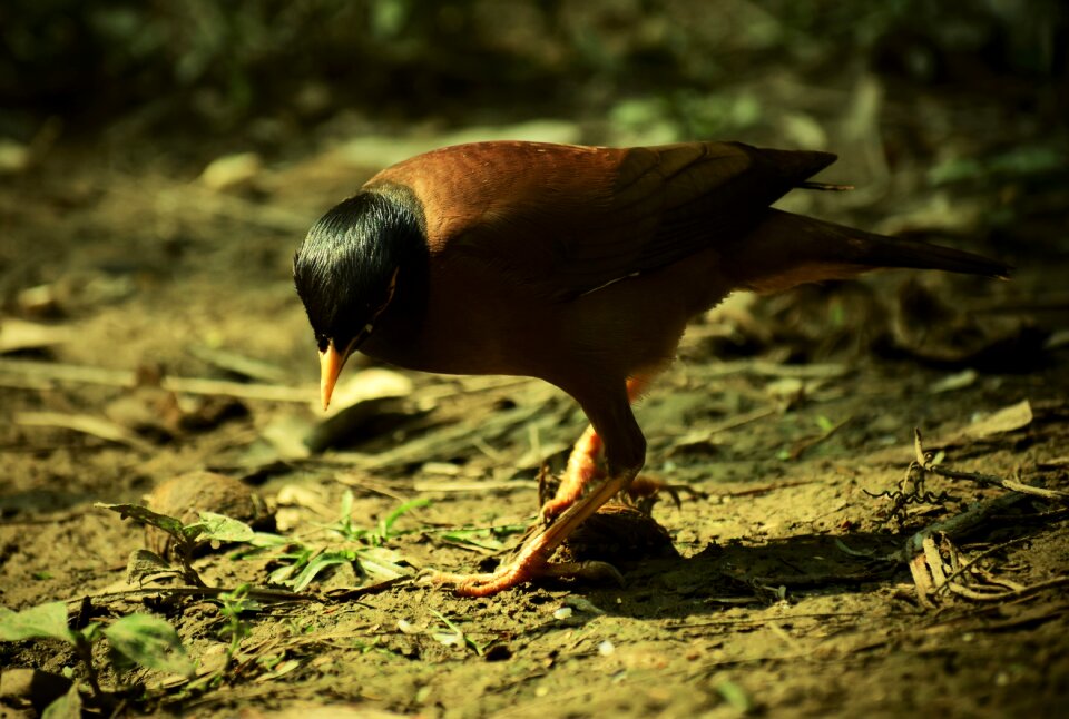 Nature animal outdoors