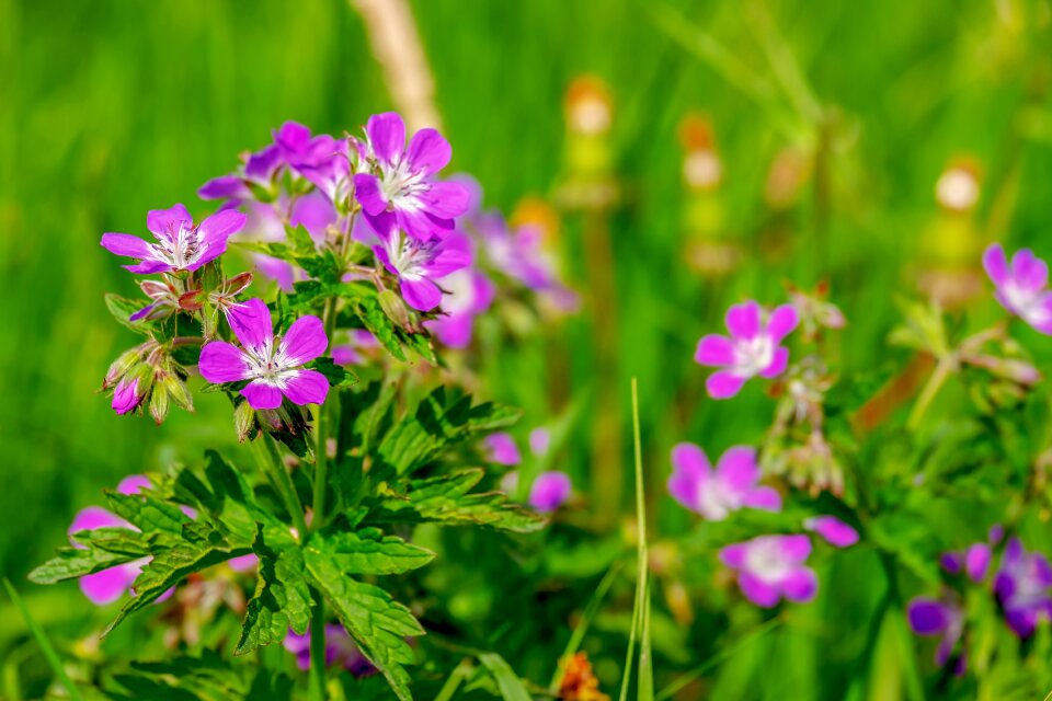 Nature tender violet