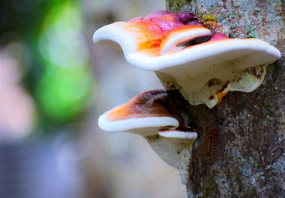Nature outdoors food