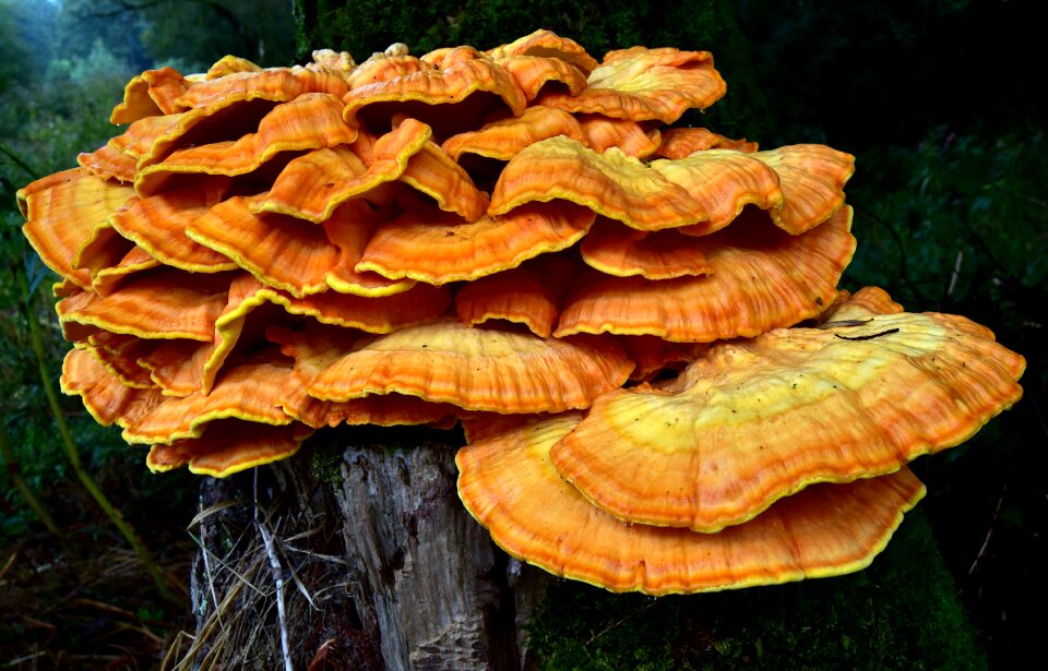 Nature forest autumn