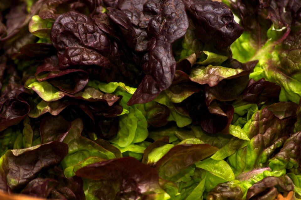 Healthy salad fresh