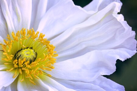 Blossom bloom plant
