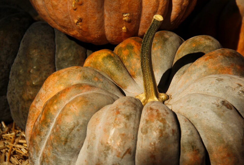 Harvest orange gourd