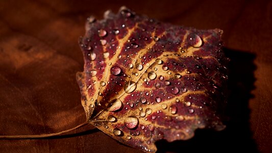 Leaf nature fall foliage photo