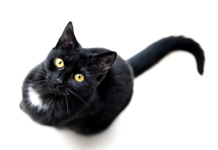 Single animal pet