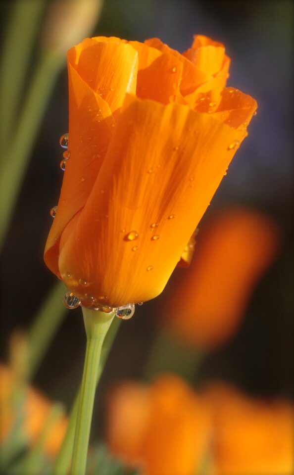 Nature bloom bright