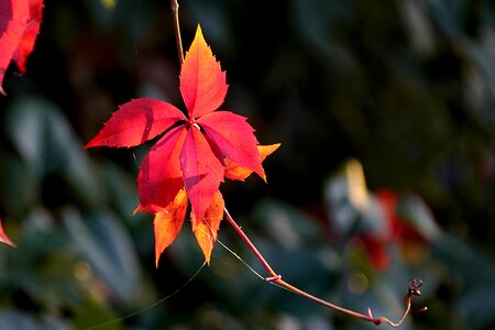 Color red foliage