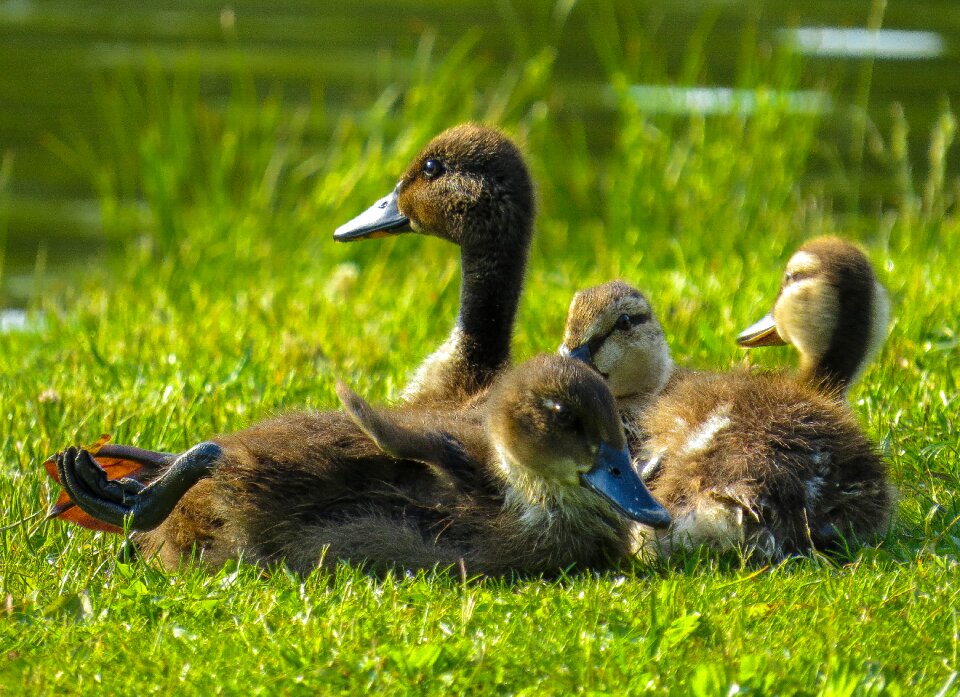 Duck chicks ducklings photo