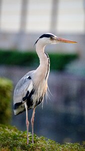 Plumage bill eastern