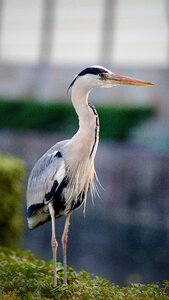 Plumage bill eastern photo