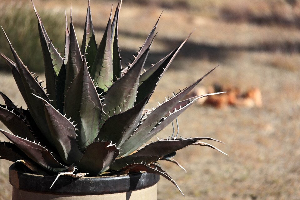 Geometric spikes prickly