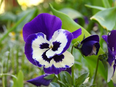 Garden leaf floral