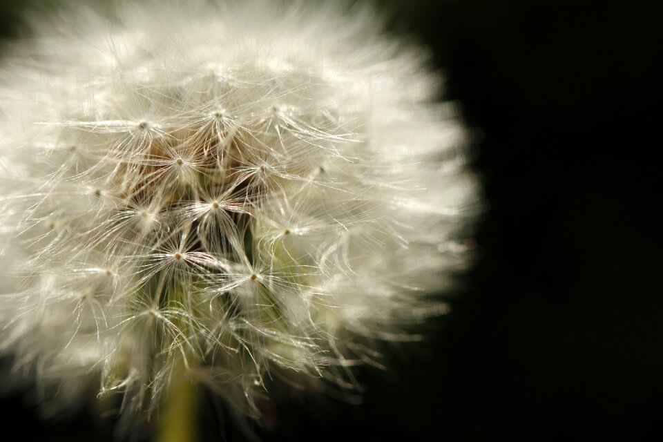 Bloom garden fluffy