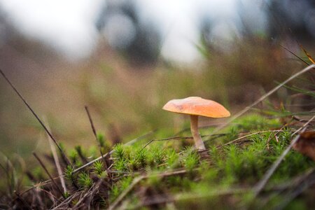Autumn nature forest