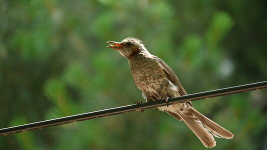New birds passerine