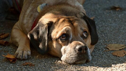 Portrait view animal