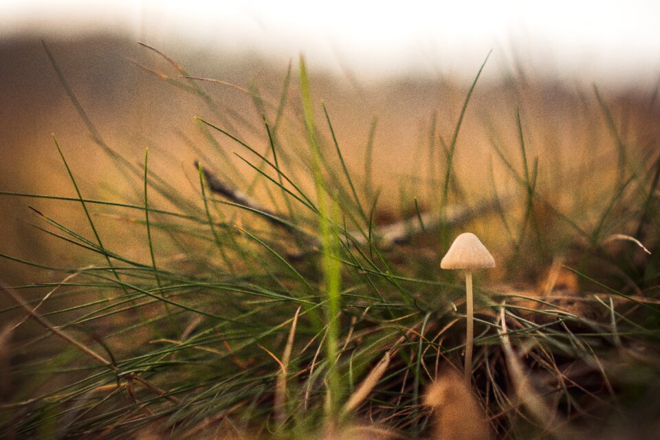 Autumn nature forest