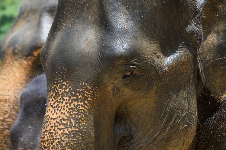 Nature animals baby elephant photo