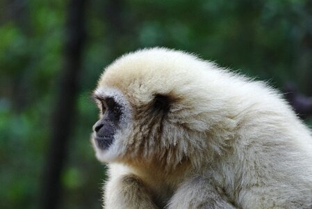 Ape south africa monkeyland