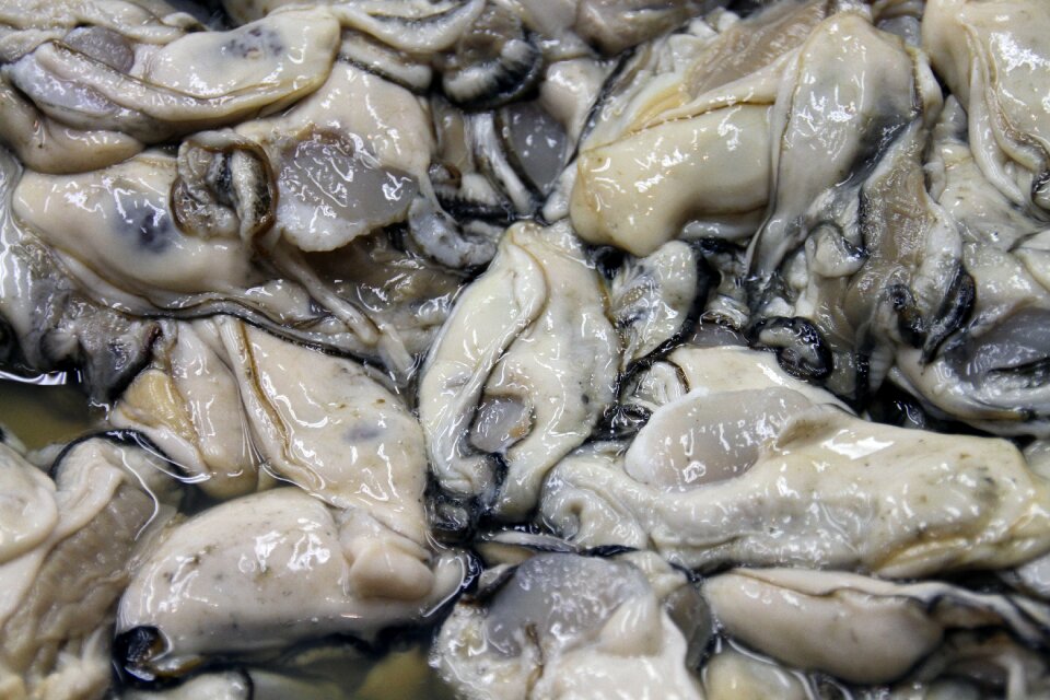 Seafood fresh raw
