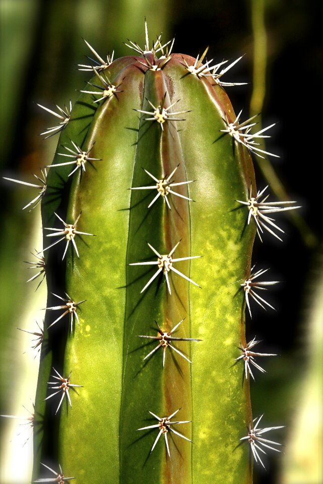 Design structure spiky