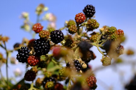Fruit soft fruit bush